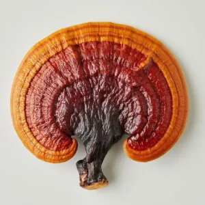 MMMMMMMMMM-300x300.png.webp